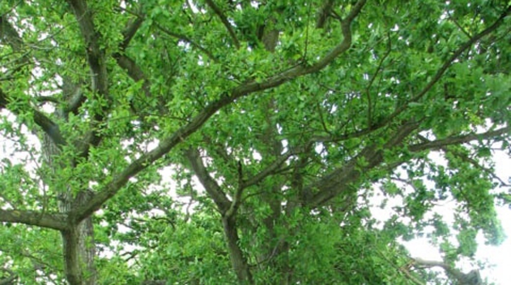 Foto „Langley mit Hardley“ von Evelyn Simak (CC BY-SA)/zugeschnittenes Original