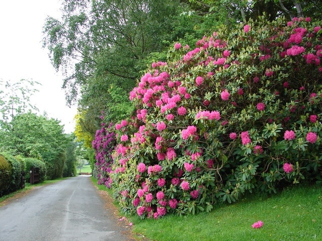 A Splash of Colour. Rhododendron shrubs brighten up the lane leading to Gregynog from Tregynon, Conference Centre of the University of Wales which lies in the square to the south-west 625533. http://www.wales.ac.uk/defaultpage.asp?page=e3000