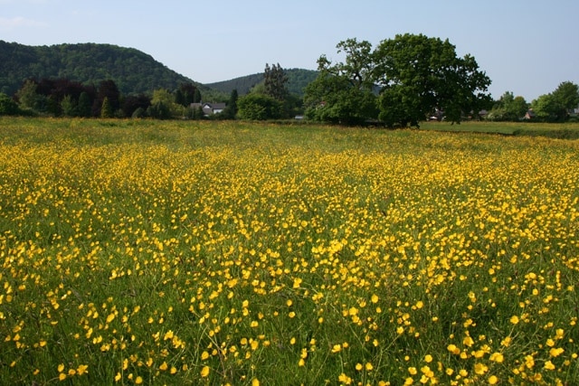 Buttercups galore! Undulating field of pasture south of Bulkeley village, the predominant agricultural usage in this square. Bulkeley Hill (left) and the Peckforton Hills are in the distance. View from the public footpath running westwards from Cholmondeley Lane