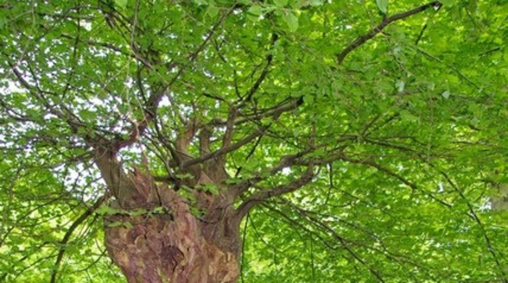 "Theydon Garnon"-foto av Glyn Baker (CC BY-SA) / Urklipp från original