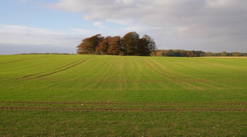 Kuva ”Brocklesby” käyttäjältä David Wright (CC BY-SA) / rajattu alkuperäisestä kuvasta