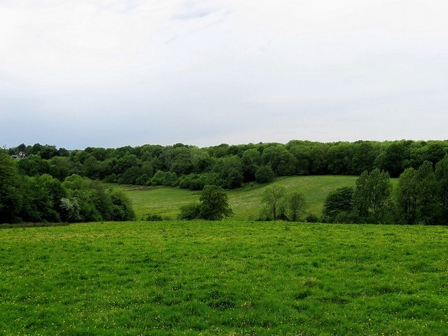 Warren Wood Viewed from Rotherfield Lane near Hurst Hill. The land slopes down into a small valley formed by a tributary of the River Rother.