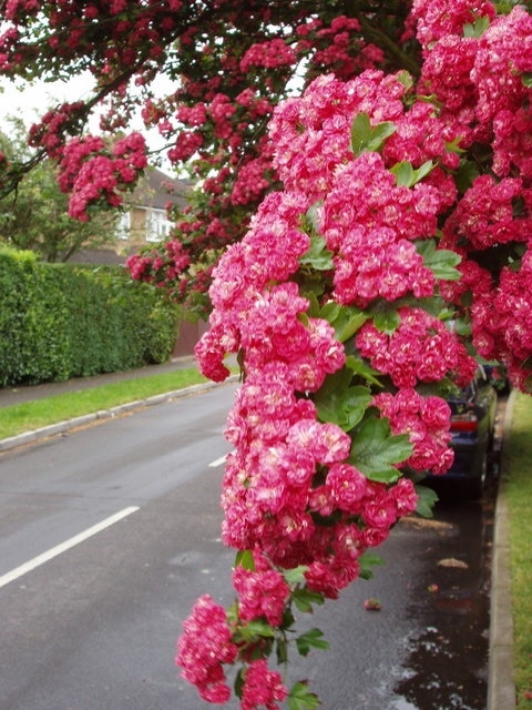 Ornamental thorn tree (Crataegus) in Woodham. This tree is in Holly Avenue, near Grange Road. At this time of year hedges along many roads are white with hawthorn. This type of pink ornamental thorn is seen frequently in towns. There are several varieties of pink thorn in the Crataegus family.