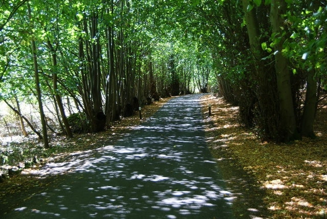 Sun-dappled road through Hangmans New Wood This is one of the access roads to Minsmere Nature Reserve.