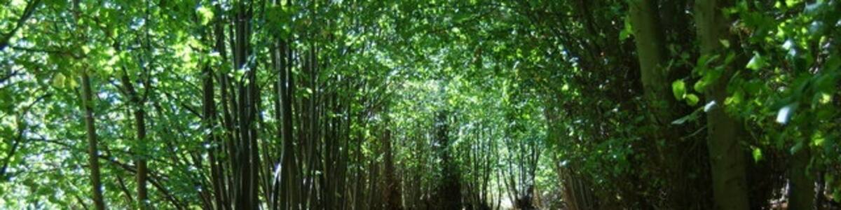 Photo "Sun-dappled road through Hangmans New Wood This is one of the access roads to Minsmere Nature Reserve." by Bill Boaden (Creative Commons Attribution-Share Alike 2.0) / Cropped from original