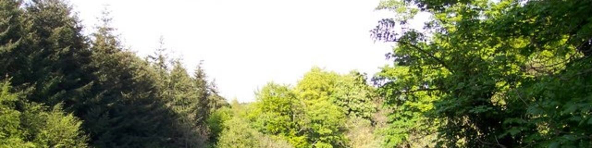 River Almond Edinburgh 2007 Taken from the top of a cliff just out from Cammo Park