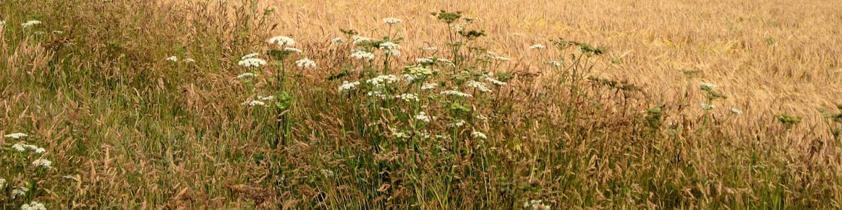 Photo "Harbour Cove am Mündungstrichter des Flusses Camel an der Padstow Bay in Cornwall, England" by Oltau (Creative Commons Attribution 3.0) / Cropped from original