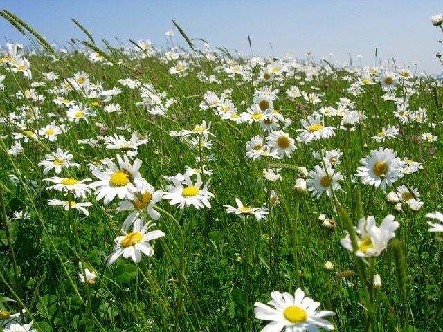 Ox-eye Daises, near Holmesfield. This picture was taken on a hot, sunny day, in one of many beautiful wild flower meadows on the footpath from Horsleygate Hall to Lydgate.