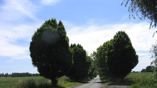 Foto “Woodham Ferrers and Bicknacre” tomada por John Winfield (CC BY-SA); recorte de la original