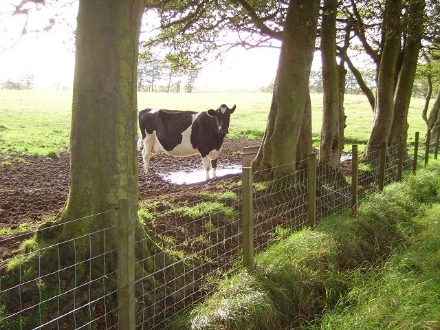 Time for a drink. Cow near Netherton, one of several dairy farms in the area. Cattle need to drink a lot of water, up to 100 litres a day if lactating.