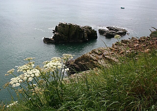 May Craig Against the light from this angle, May Craig lies just offshore south of Newtonhill. Both rocks are popular with resting gulls, though I could not be sure at this range which species were present. The white umbellifers on the clifftop are Hogweed.