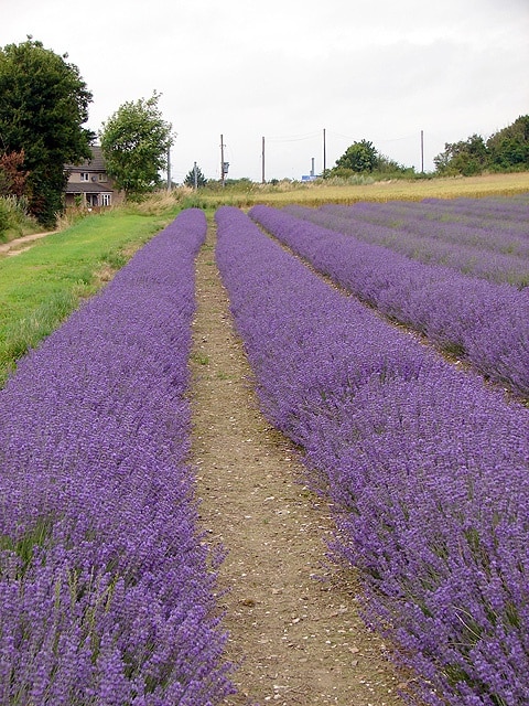 Cadwell Farm - Hitchin Lavender. For more information see 889893.