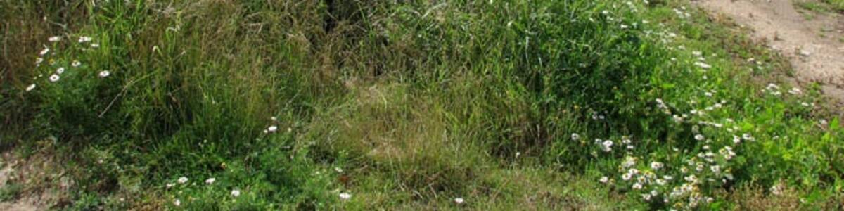 Photo "Concrete farm hardstand" by Evelyn Simak (Creative Commons Attribution-Share Alike 2.0) / Cropped from original