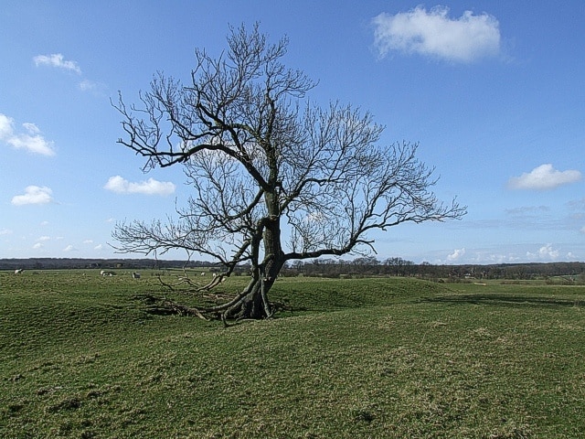 Old Tree; Ancient Moat This old tree with its sagging limbs stands alone on the edge of the ancient moat (see 367541 & 367543). The gridline between sp9331 and sp9431 runs through these earthworks and this tree is almost on that line.