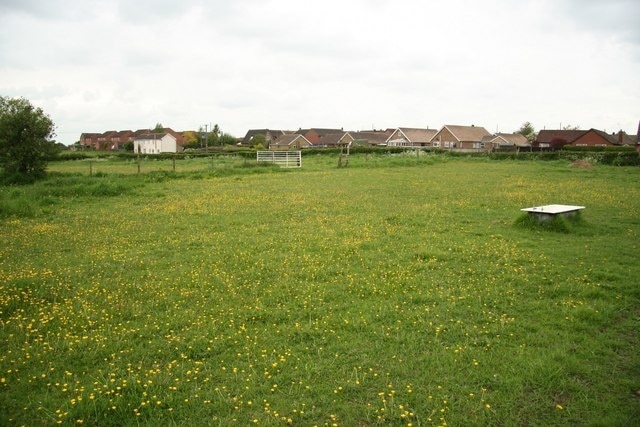 Buttercup Meadow Buttercups growing in a paddock at Blyton