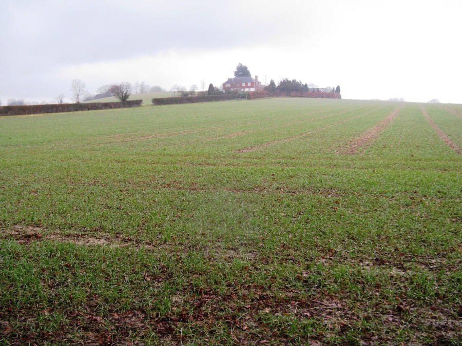 New crop near Rowfold Farm on a misty day