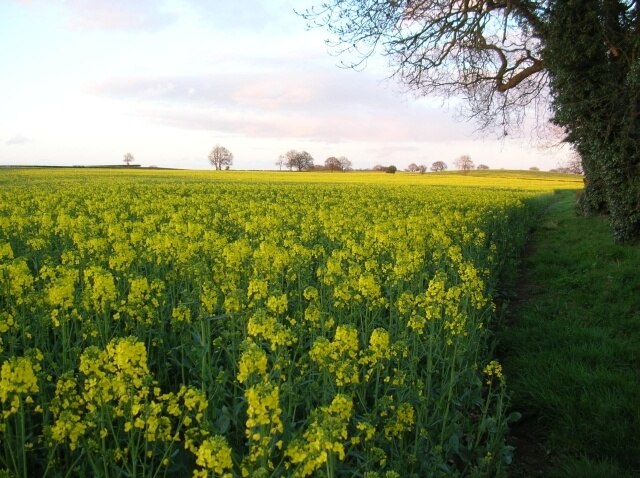 Kuva ”Warthill” käyttäjältä DS Pugh (CC BY-SA) / rajattu alkuperäisestä kuvasta