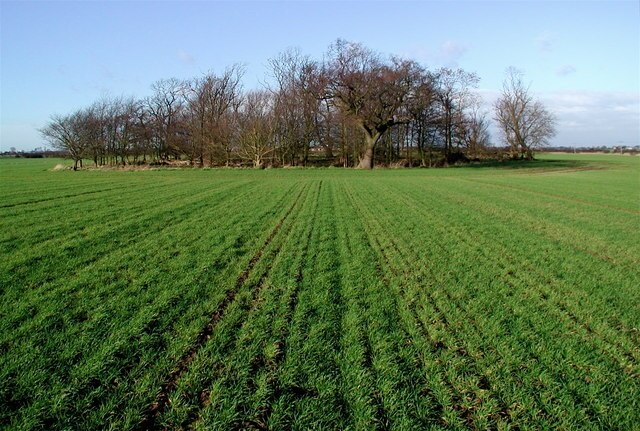 Foto „Thorngumbald“ von Paul Glazzard (CC BY-SA)/zugeschnittenes Original