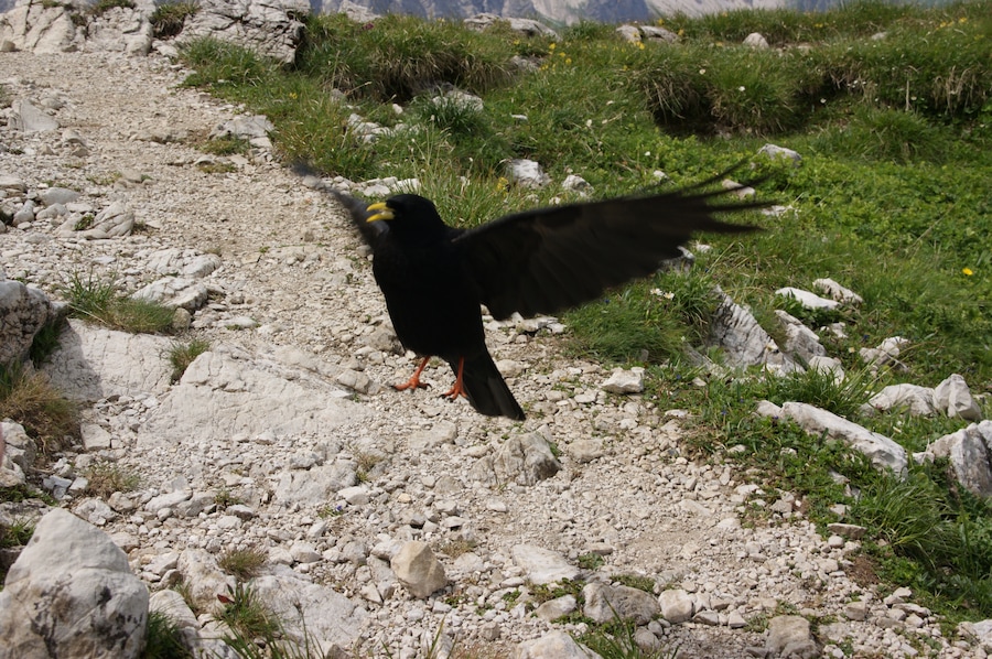 Pyrrhocorax graculus