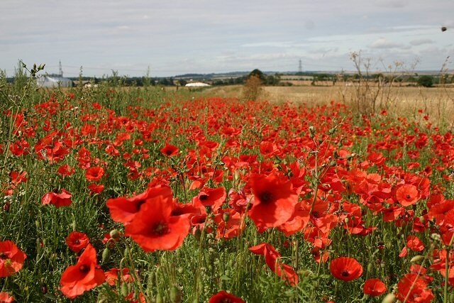 "West Wratting"-foto av Bob Jones (CC BY-SA) / Urklipp från original
