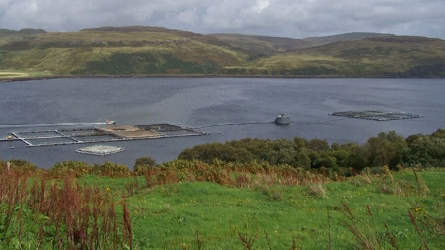 Photo "Salmon farm in Loch Harport Operated by Marine Harvest - a world wide company which has several fish farms around Skye." by Richard Dorrell (Creative Commons Attribution-Share Alike 2.0) / Cropped from original