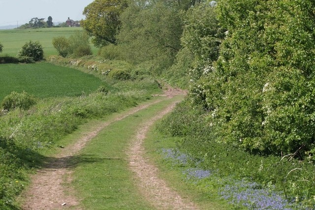 Country track Flowers and may blossom along this country track