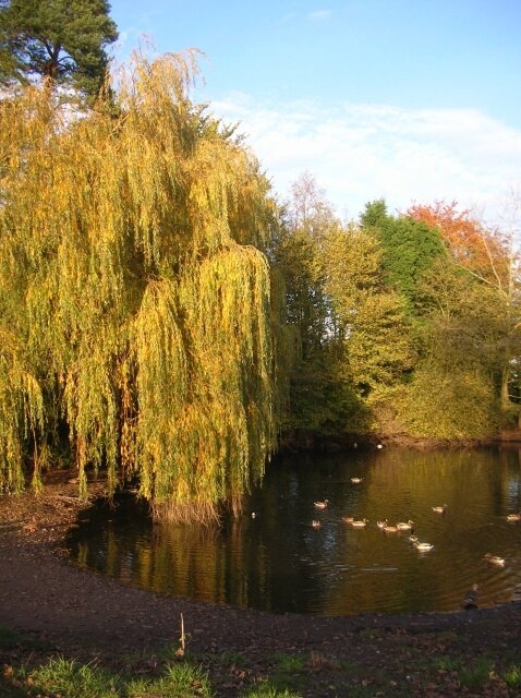 Kuva ”Warthill” käyttäjältä DS Pugh (CC BY-SA) / rajattu alkuperäisestä kuvasta