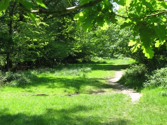 Meeting of the ways in Ashridge One of the many unsignposted junctions in the woods at Ashridge, The bridleway going in the direction of Ivinghoe Beacon crosses the foreground of this picture, and the view is looking west on a track from Ringshall towards the Monument.