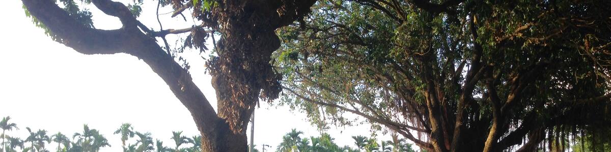 Photo "南州糖廠神社遺址" by Outlookxp (Creative Commons Attribution-Share Alike 4.0) / Cropped from original