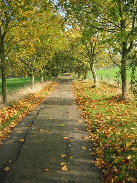 Farm road, Brock Hill Farm, near Hose. Autumn colour along this young avenue of trees leading from Pasture Lane 66583 to Brock Hill Farm.