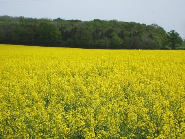 Field of Rape Seed near Butt's Green The footpath around the Mottisfont Estate takes you past fields and through woods.