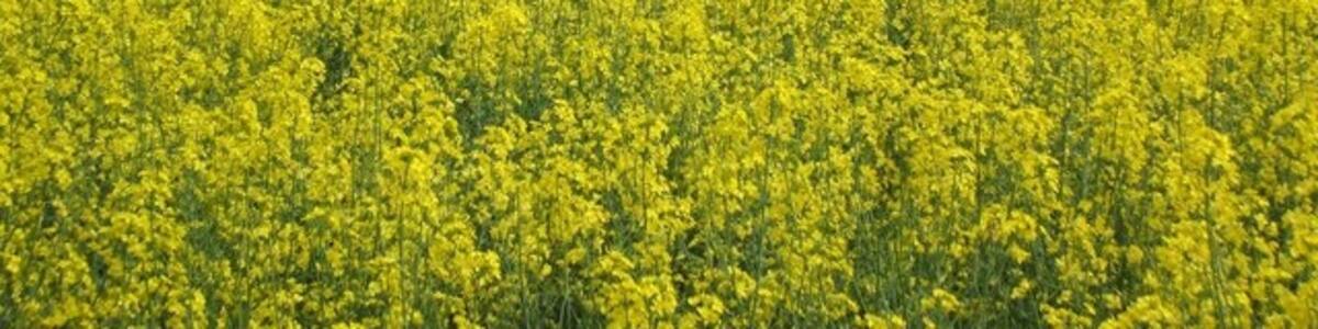 Photo "Field of Rape Seed near Butt's Green The footpath around the Mottisfont Estate takes you past fields and through woods." by Gillian Moy (Creative Commons Attribution-Share Alike 2.0) / Cropped from original