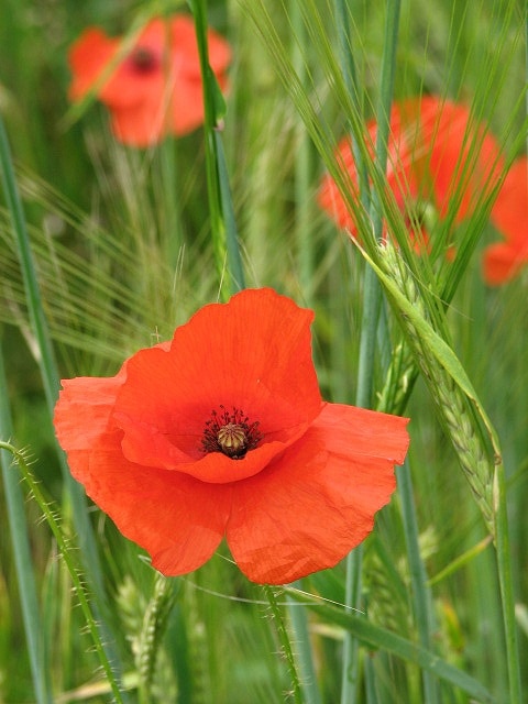 Norfolk's County Flower. Wild poppies (Papaver rhoeas) growing in barleyfield > 841411. The poppy is Norfolk's county flower and can be found growing in abundance, although modern agriculture has decreased its range. North Norfolk has long been known as Poppyland, after an association made by the Victorian poet Clement Scott in his poem 'The Garden of Sleep'. Also called red poppy, corn poppy, field poppy or Flanders poppy, this is the poppy which can be found growing wild in agricultural cultivations. Poppies were grown for ornamental purposes since 5,000 BE in Mesopotamia, they were found in Egyptian tombs and in Greek mythology, the poppy was associated with Demeter, the goddess of fertility and agriculture. The plant has also been used for medicinal purposes: the alkaloid rhoeadine, derived from the flowers of the corn poppy, is used as a mild sedative; the stem contains a milky sap which may cause irritation of the skin. In Commonwealth countries the red poppy has become associated with wartime remembrance, especially during Remembrance Day. They are also a symbol of military veterans of WW1.