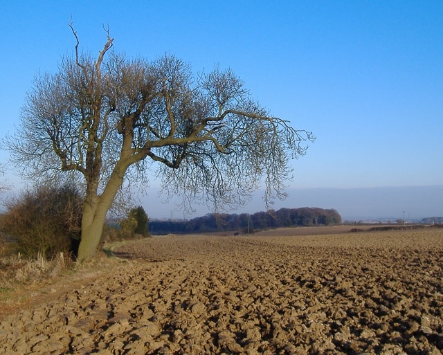 Photo "Rowley" by Paul Harrop (CC BY-SA) / Cropped from original