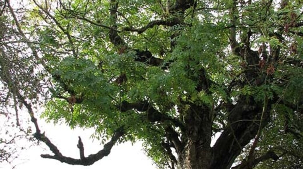 Photo "Scottow" by Evelyn Simak (CC BY-SA) / Cropped from original