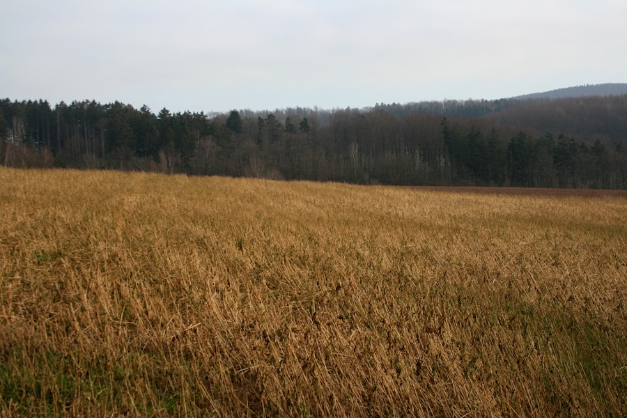 lützelbach 3/2007