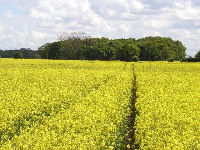 Foto “Ellerby” tomada por Andy Beecroft (CC BY-SA); recorte de la original