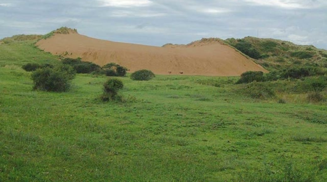 Photo "Braunton Burrows" by Noel Jenkins (CC BY-SA) / Cropped from original