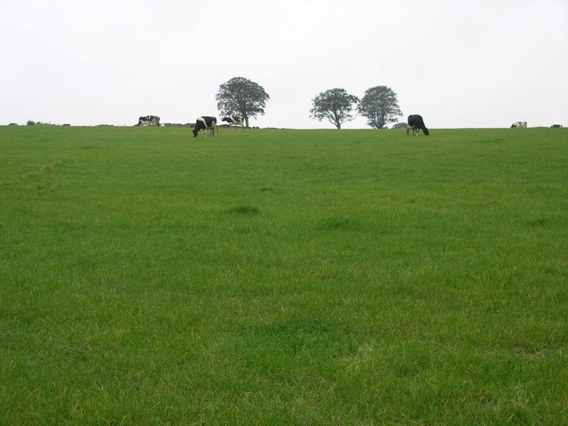 Billede "Callow" af Michael Patterson (CC BY-SA) / beskåret fra det originale billede