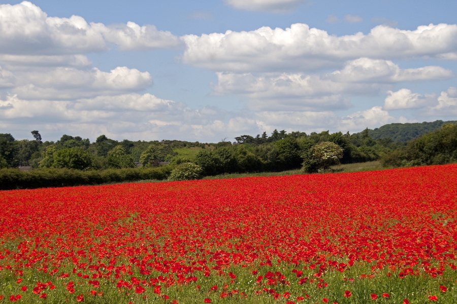The Worcestershire Wildlife Trust poppy (Papaver rhoeas) dominated fallow field between Bewdley and Stourport, part of the Devil's Spittleful & Rifle Range and Blackstone Farm Fields Nature Reserve, Worcestershire, England