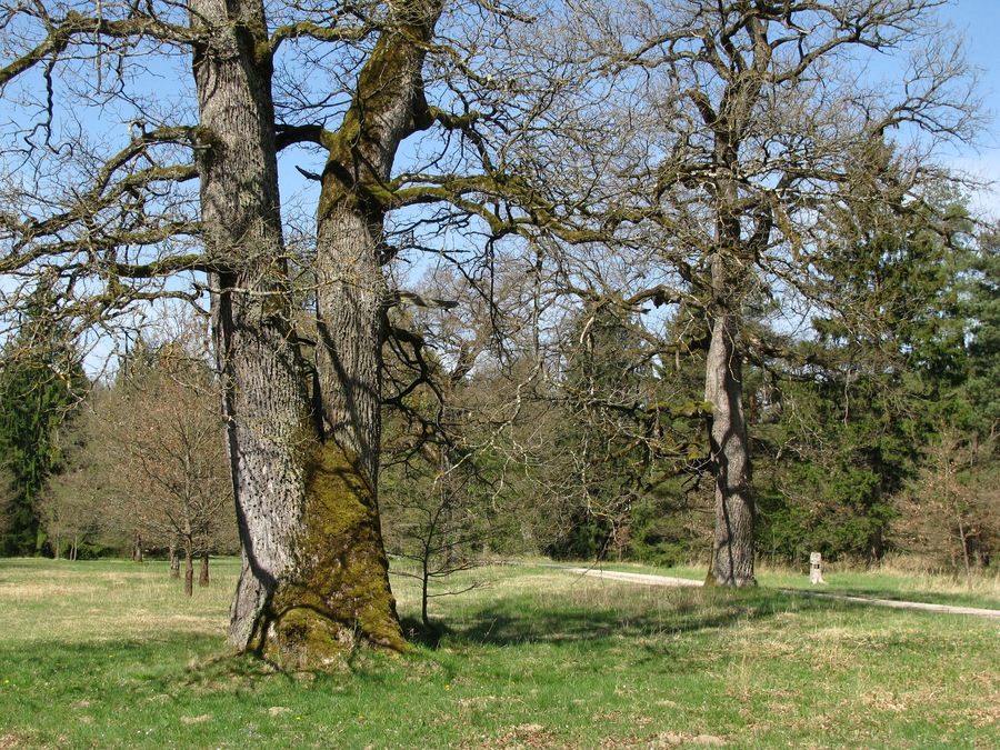 Eichelgarten im April.