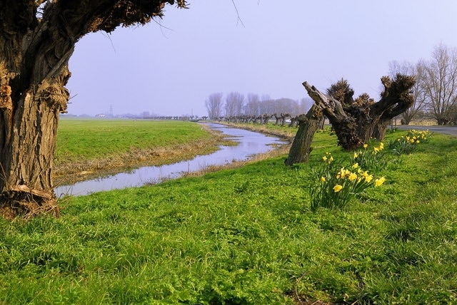 East Delph, Whittlesey Located just north of Whittlesey going towards 'Dog-in-a-Doublet'. Pollarded trees run the length of the road. Occasionally, in the winter, the road floods.