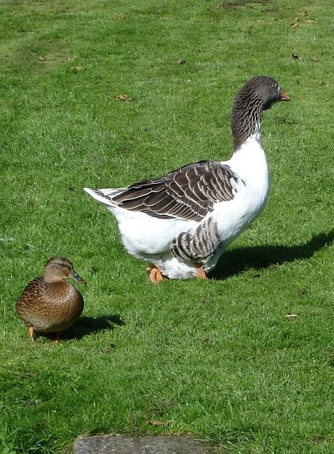 Mallard duck and large Goose. Just two of a variety of waterfowl at the trout farm 63848.