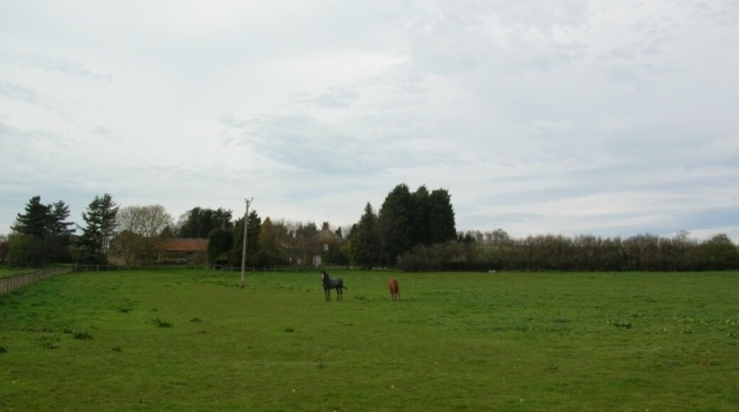 Foto “Crambe” tomada por DS Pugh (CC BY-SA); recorte de la original