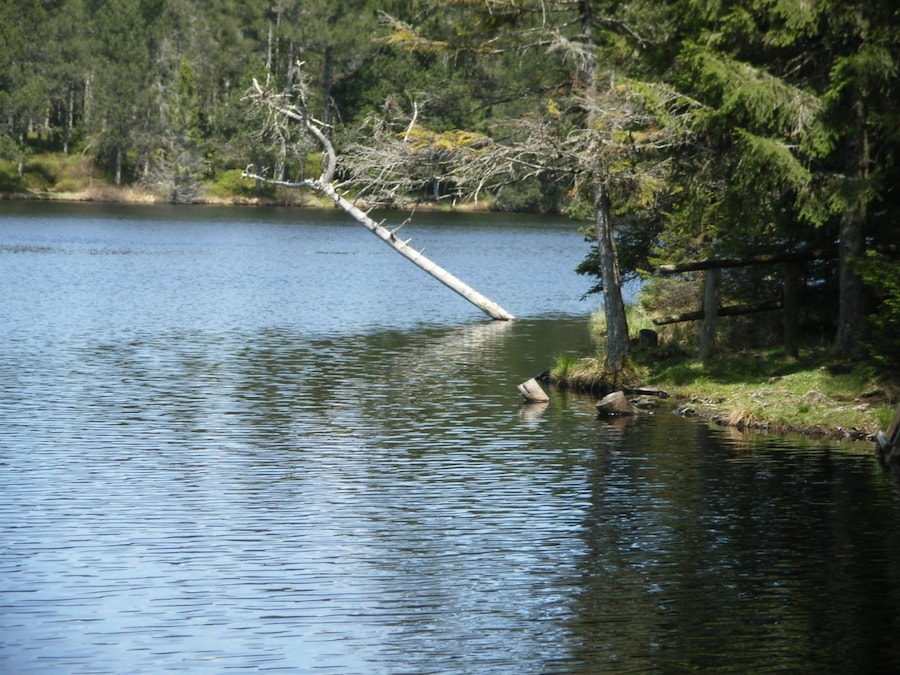 Etang de la Gruère
