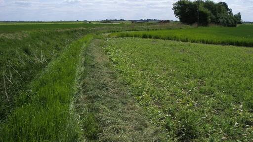 Foto “Benwick” tomada por Shaun Ferguson (CC BY-SA); recorte de la original