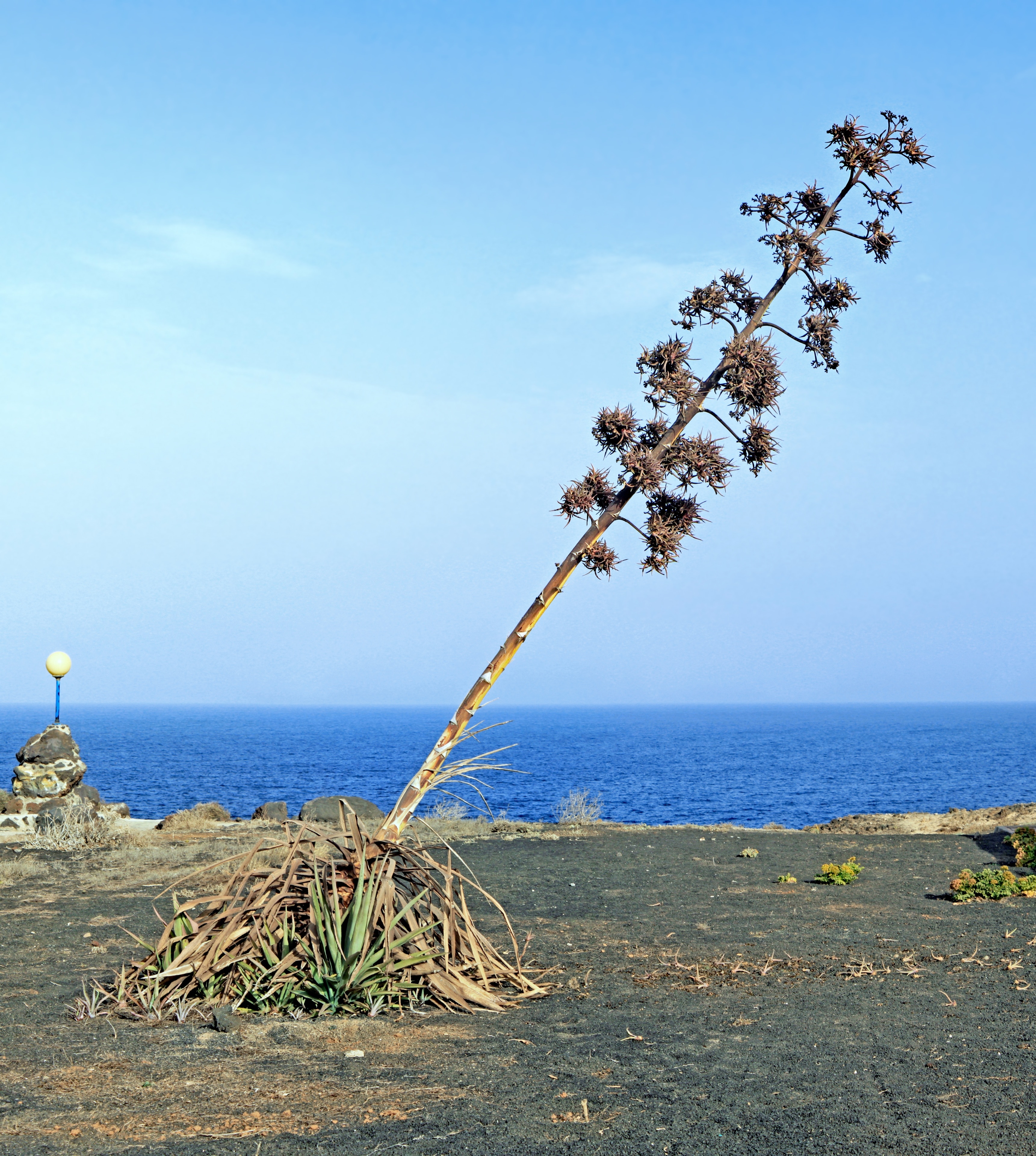 写真「チャルコ デル パロ」 投稿者 H. Zell 様 (CC BY-SA) / 元の写真からトリミング