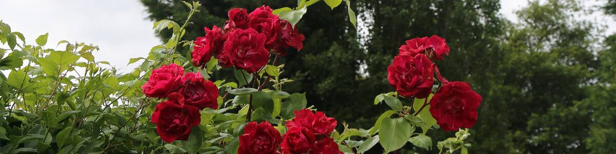 Photo "A roadside hedge with red rose shrub flowers and trees against the sky at Betts Lane, Nazeing, Essex, England" by Acabashi (Creative Commons Attribution-Share Alike 4.0) / Cropped from original