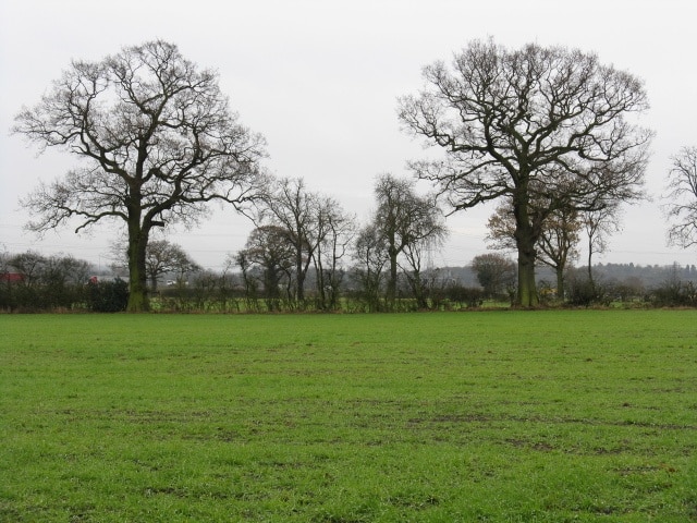 Bickenhill - Two Trees Field