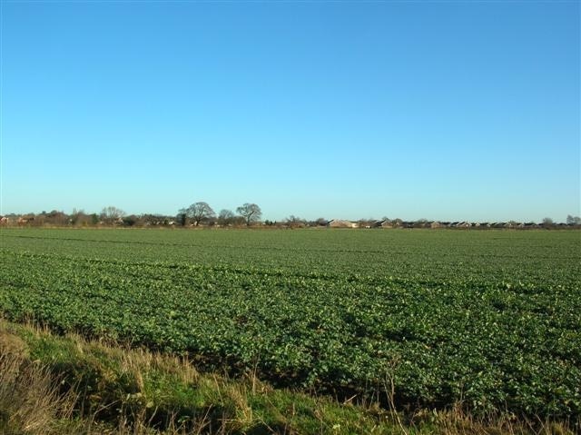 Across farmland to Bishopthorpe In the distance the tree line hides the York to Selby cycle route, beyond is part of Bishopthorpe. The majority of the square, like the part pictured is arable farmland.